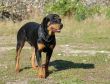 female rottweiler