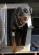 rottweiler in a box