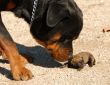 rottweiler and very young puppy