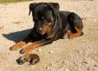 rottweiler and puppy