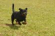 running rottweiler
