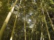 bamboo wood