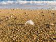 Feather of a bird in sea sand