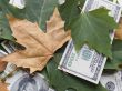American dollars and autumn  leaves