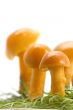 mushrooms on grass