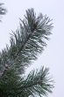 Pine branch
