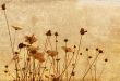 flower abstract textures and backgrounds