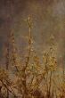 old-fashioned landscape