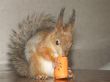 squirrel is nibbling a carrot
