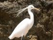 egyptian egret