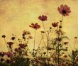 old-fashioned flower