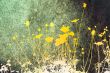 flower abstract textures and backgrounds