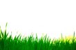 green grass