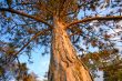 pine-tree