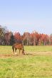 A Horse