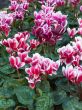 cyclamen