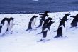 Gentoo penguin in light snow