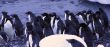 Flock of Adelie penguins