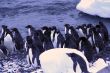 Flock of Adelie penguins