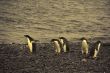 Confusion - adelie penguins not sure where to go