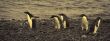 Confusion - adelie penguins not sure where to go