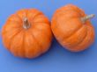 Orange Pumpkins on Blue