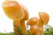 mushrooms close up