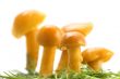 mushrooms on grass