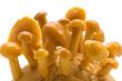 mushrooms on white