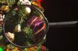 Christmas Tree Magnified