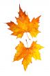 Two maple leaves