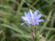 blue chicory