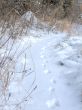 Fox`s steps on a snow
