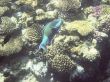 parrot fish