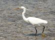 egyptian egret