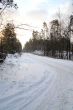 Road in the forest, the dawn
