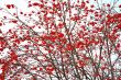 Rowan
