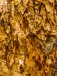 Tree Bark Texture
