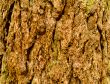 Tree Bark Texture