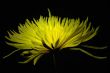 Yellow Spider Mum