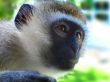 Monkey Face