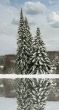 winter trees with reflection