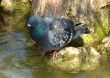  pigeon drinking water