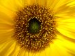 Flower of a sunflower
