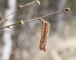 birky catkin