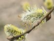 pussy-willow