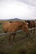 Pair of brown horses