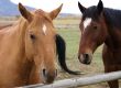 Pair of brown horses