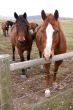 Pair of brown horses