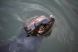 Sea Lion